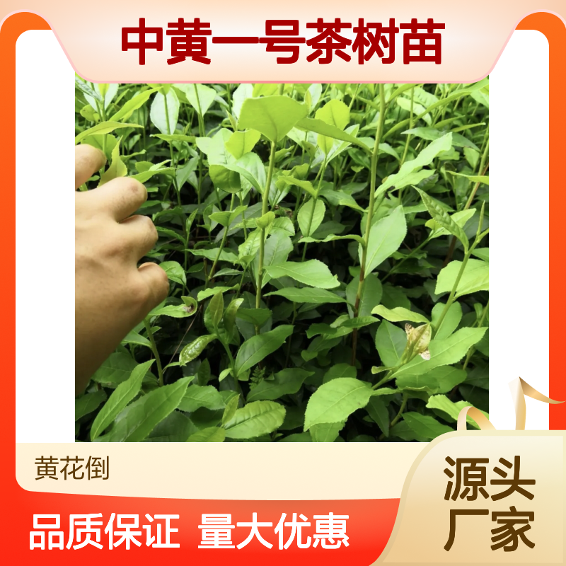 中黄一号茶树苗 乌龙茶原料优选 生长旺盛 适应性强