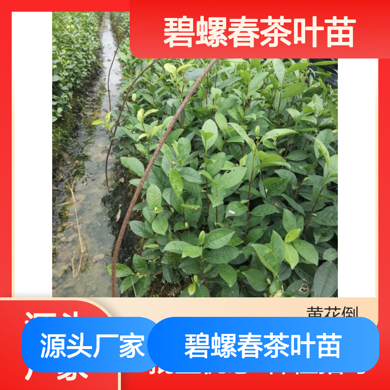 碧螺春茶叶苗 批发主产区直供 种植指导优选茶苗