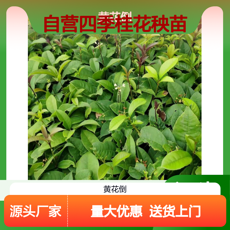苗木合作社自营四季桂花秧苗 送货上门包邮 欢迎来电洽谈经验分享