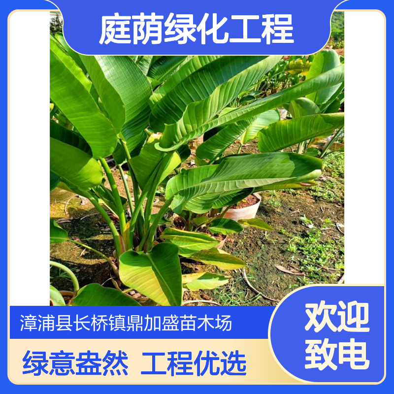 鼎加盛旅人蕉容器苗 绿意盎然常色叶 园林景区庭荫绿化工程造景优选