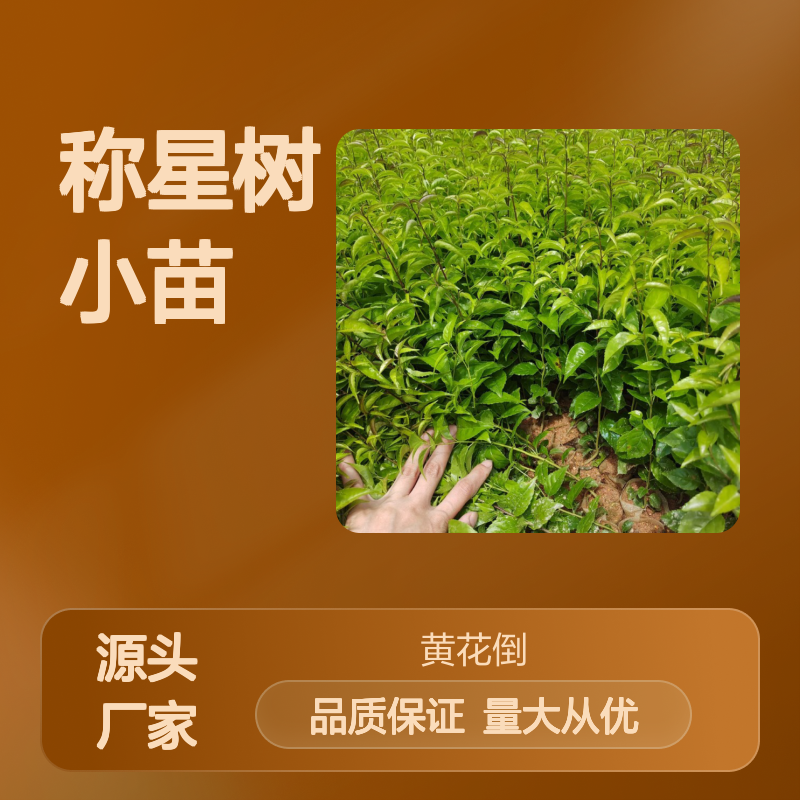 优质称星树小苗 批发供应 百亩种植 生长旺盛 药用价值