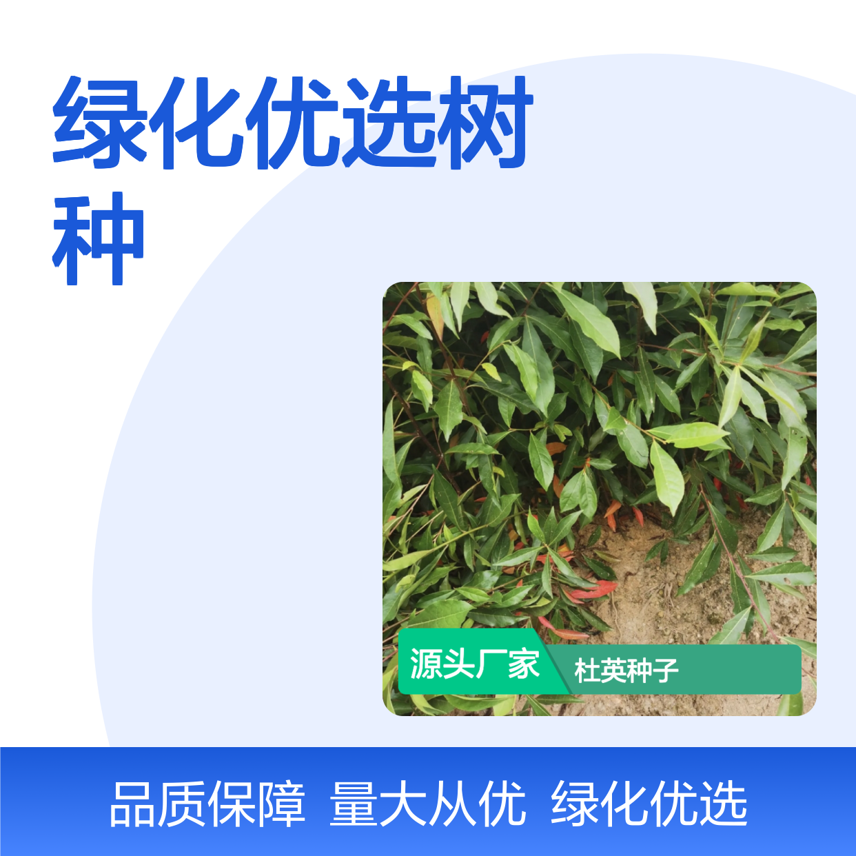 当年采收杜英种子 绿化优选树种 生长迅速 易繁殖移栽