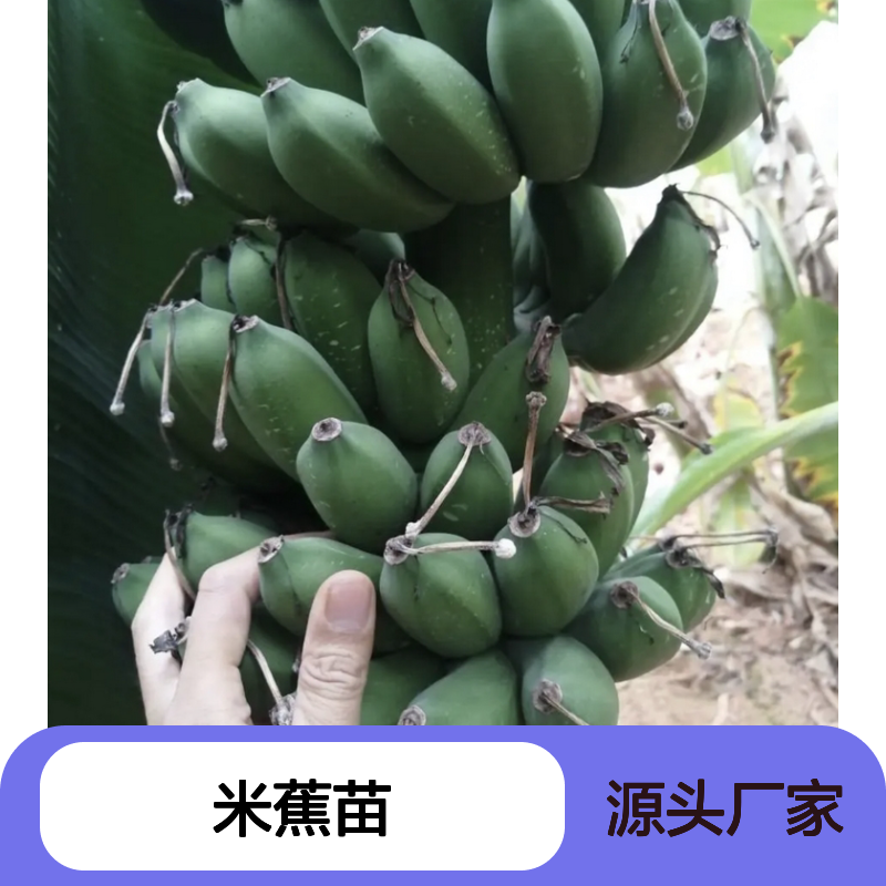 精选米蕉苗 百亩种植区供货 品质优良 常绿灌木
