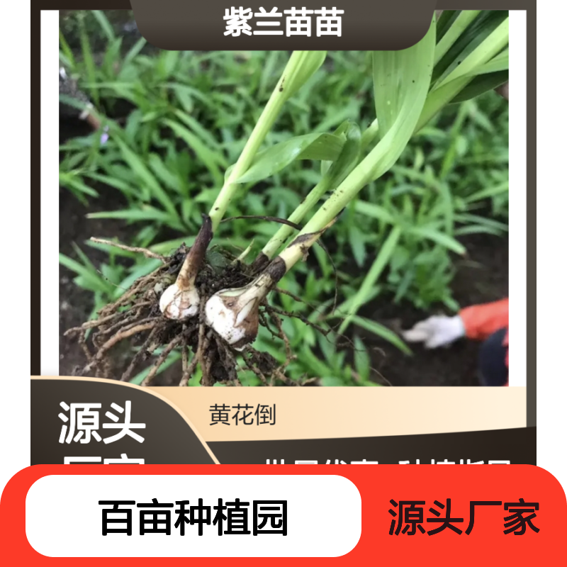 紫兰苗苗 百亩种植园直供 品质优良 生长旺盛 环境适应