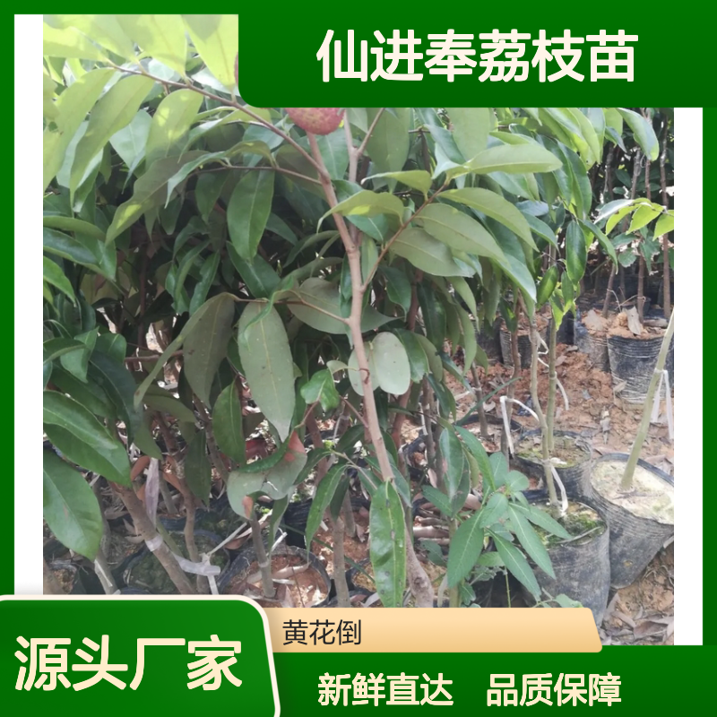 仙进奉荔枝苗 种植园直供 果香浓郁 甜中带酸 肉质饱满