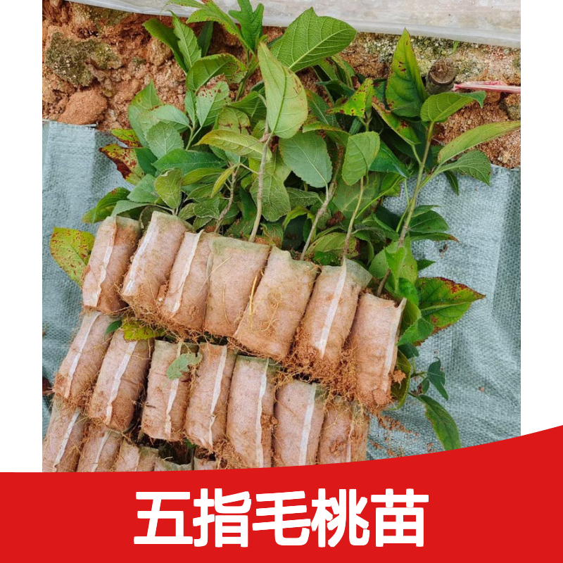 五指毛桃苗 种植专区 优质种苗批发 基地直供 绿化佳品