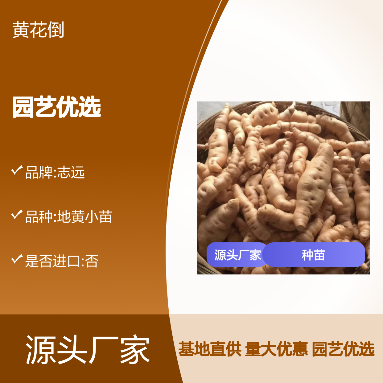 批发芐种苗 芐百亩种植基地 园艺优选品种 多年生长