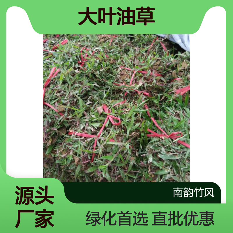 深 圳草皮种植 直批大叶油草绿化 草坪批发市场 南韵竹风