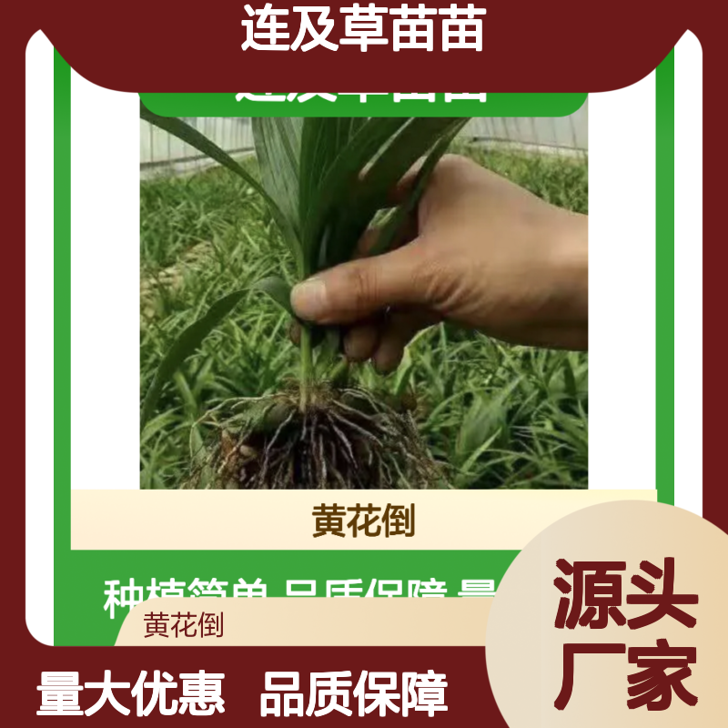 连及草苗苗 基地直供 绿化优选 园艺精品 美观实用