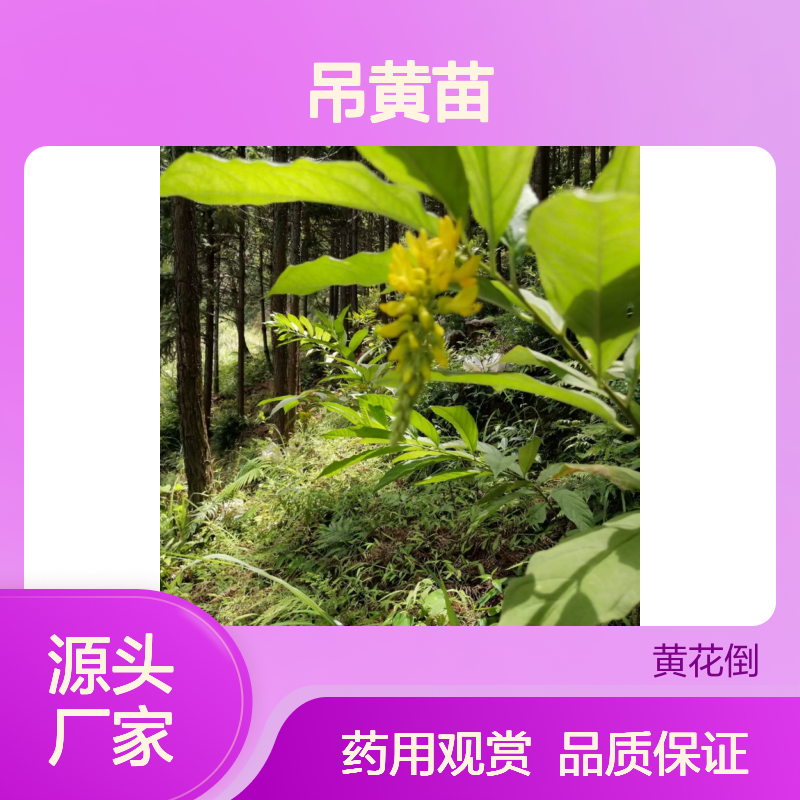 吊黄苗基地直供 观赏药用黄花倒水莲 根系发达