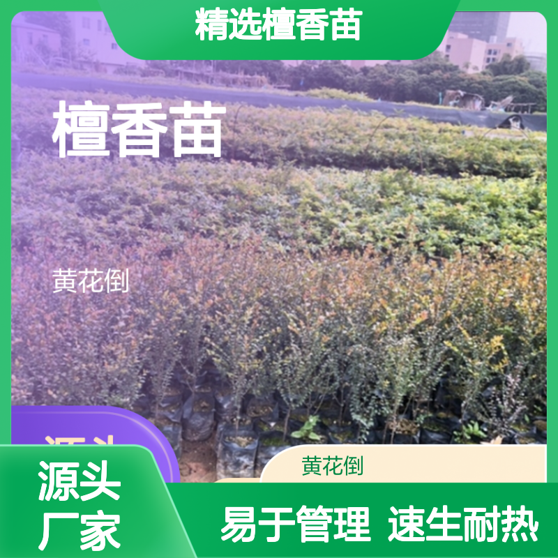精选檀香苗 批发基地直供 速生耐热 易于管理 适应性强