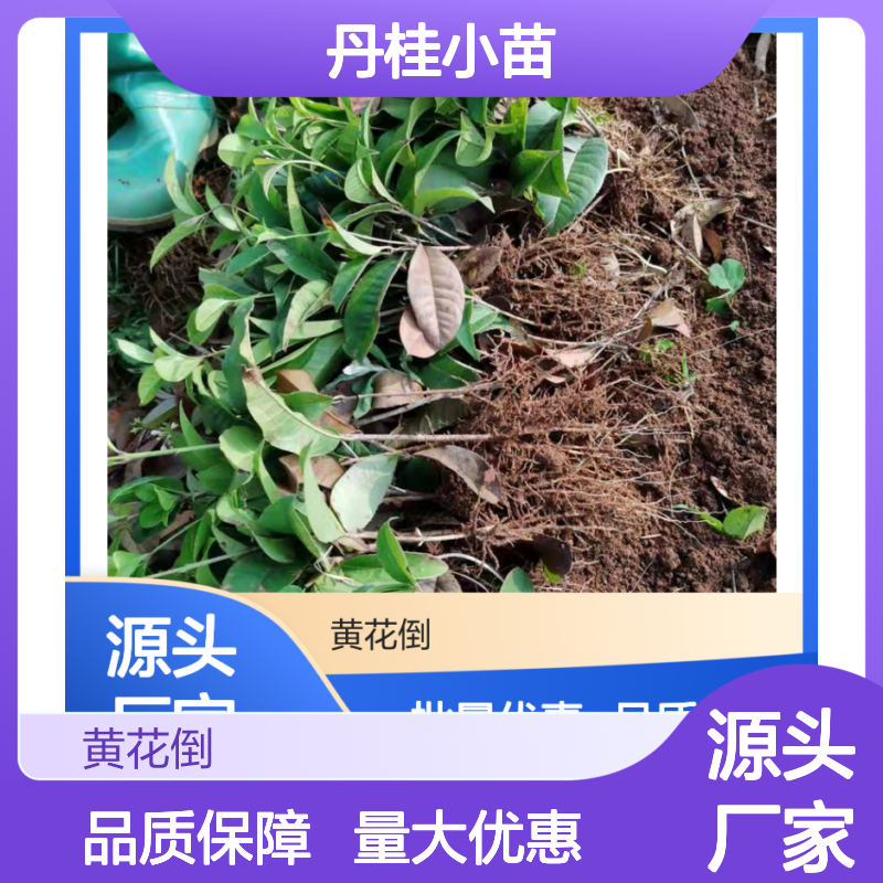 丹桂小苗 四季桂 绿化优选 生长旺盛 无病虫害 易扦插活