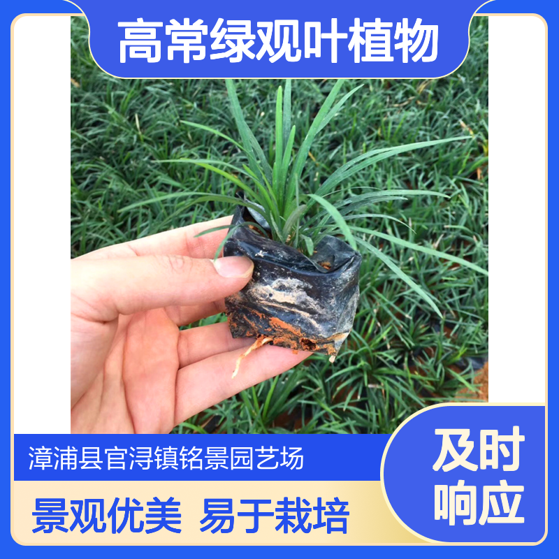 铭景玉龙草杯苗 漳 州产30cm高常绿观叶植物 景观效果佳露地栽培