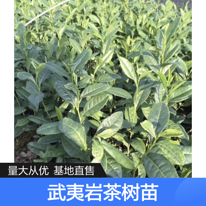 武夷岩茶树苗 百亩种植园 批发优选 基地直供 采摘新鲜
