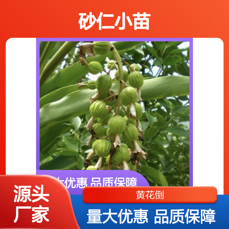 砂仁小苗批发 多年生草本 基地直供 种植专家 精心培育