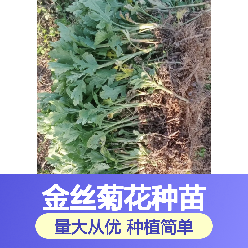 金丝菊花种苗 基地直供 园林植物优选 发芽率高