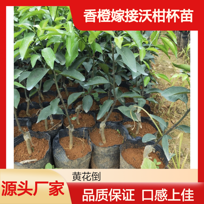 香橙嫁接沃柑杯苗 批发果树苗木 长势旺盛 甜柔爽口