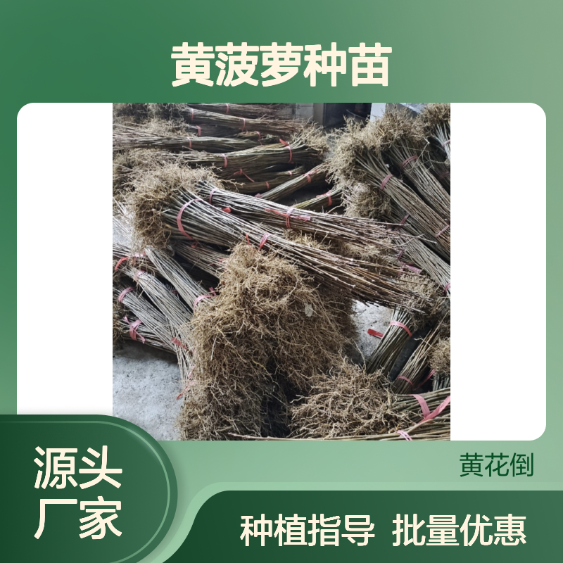 黄菠萝种苗 百年种植园直供 品质优良 生长迅速