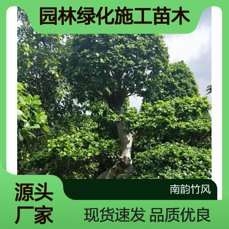 深 圳小叶榕盆景 大型园林绿化施工苗木 基地种植 现货现发
