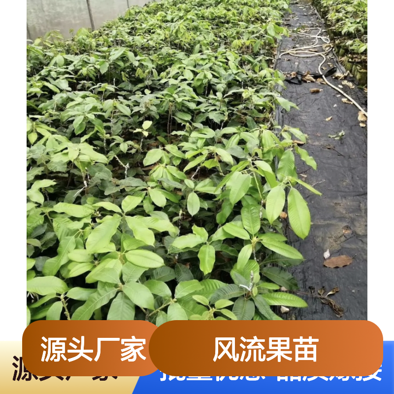 风流果苗 园林绿化观赏高 嫁接技术保障 实力雄厚