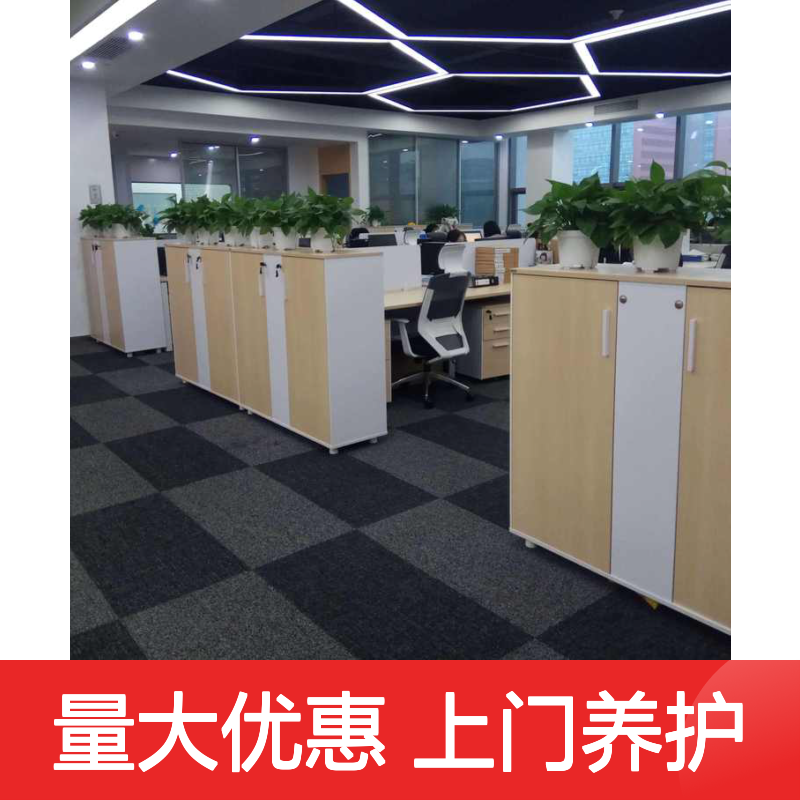 南韵竹风植物租赁 多年经验成活率高 货源充足