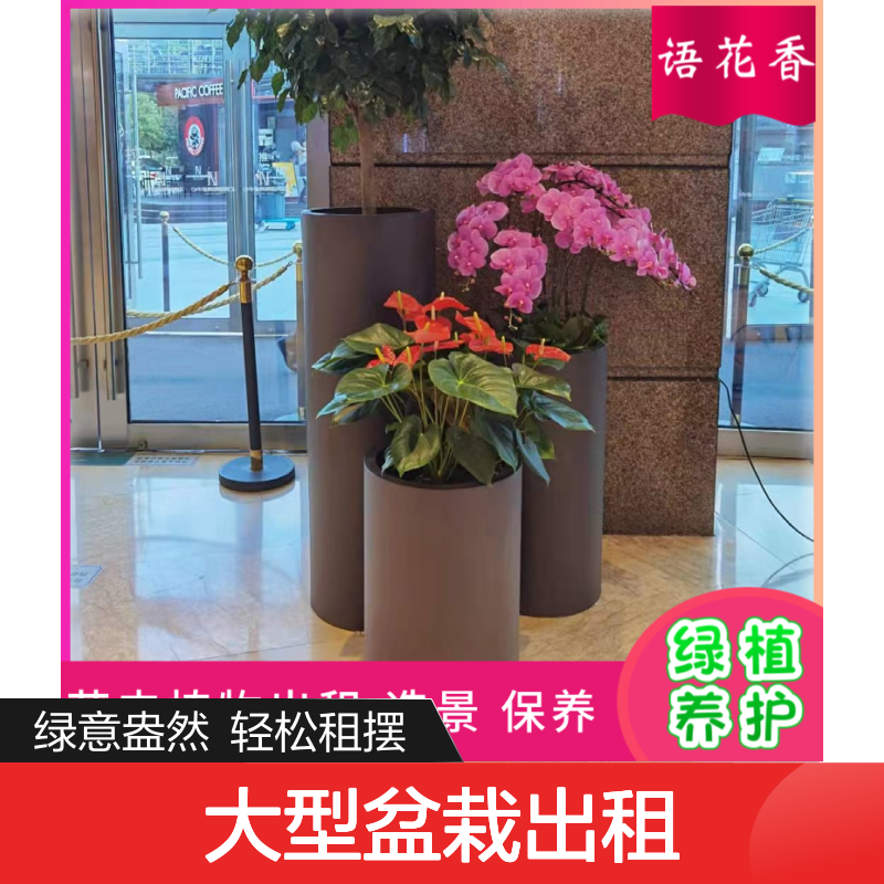 大型盆栽出租服务 绿植养护每周上门 适合办公室绿化工程