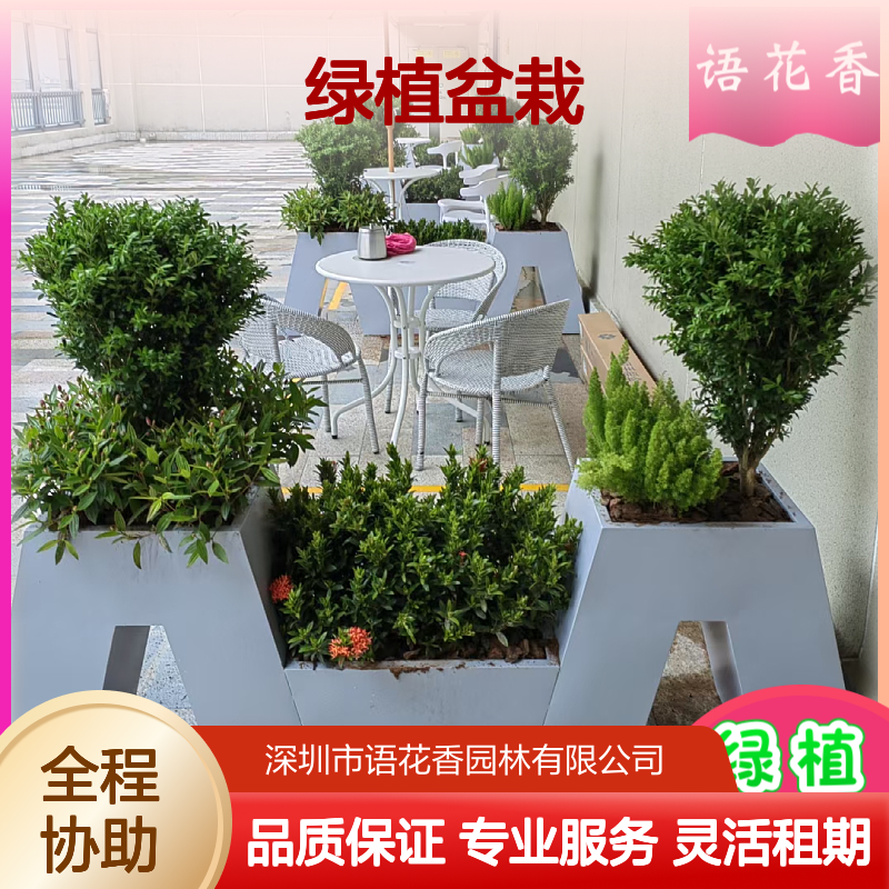 办公室绿植盆栽组合 多肉大叶富贵竹 全程养护上门服务