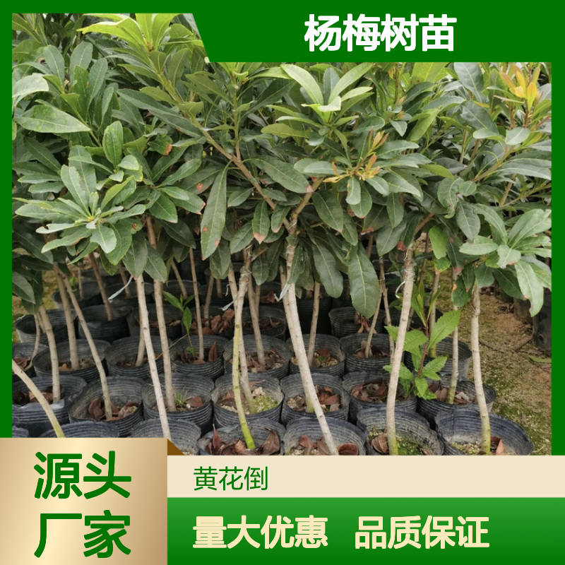 东魁杨梅树苗 华东适用 品种优良 根系发达 甜酸可口