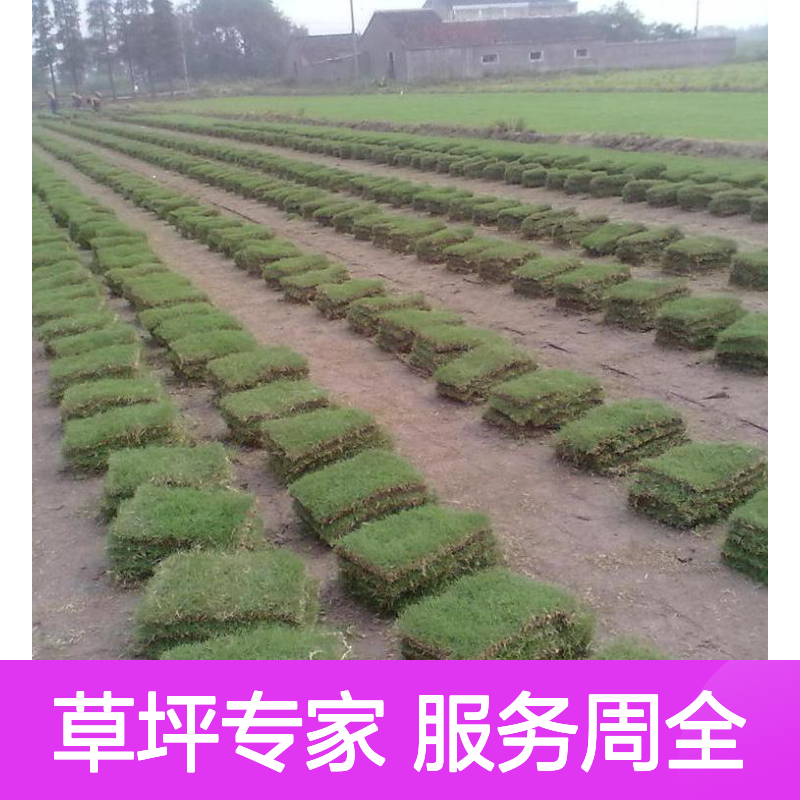 草坪种植养护改造翻新 一条龙服务 生长快速 耐磨耐踏