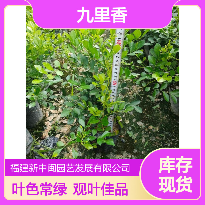 新中闽九里香盆栽 1.1年树龄 常色叶绿植 土球12cm蓬径18cm观叶佳品