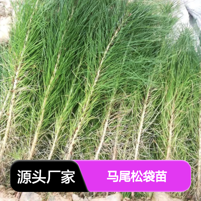 马尾松袋苗 基地直供 造林优选 高大雄伟 姿态古奇