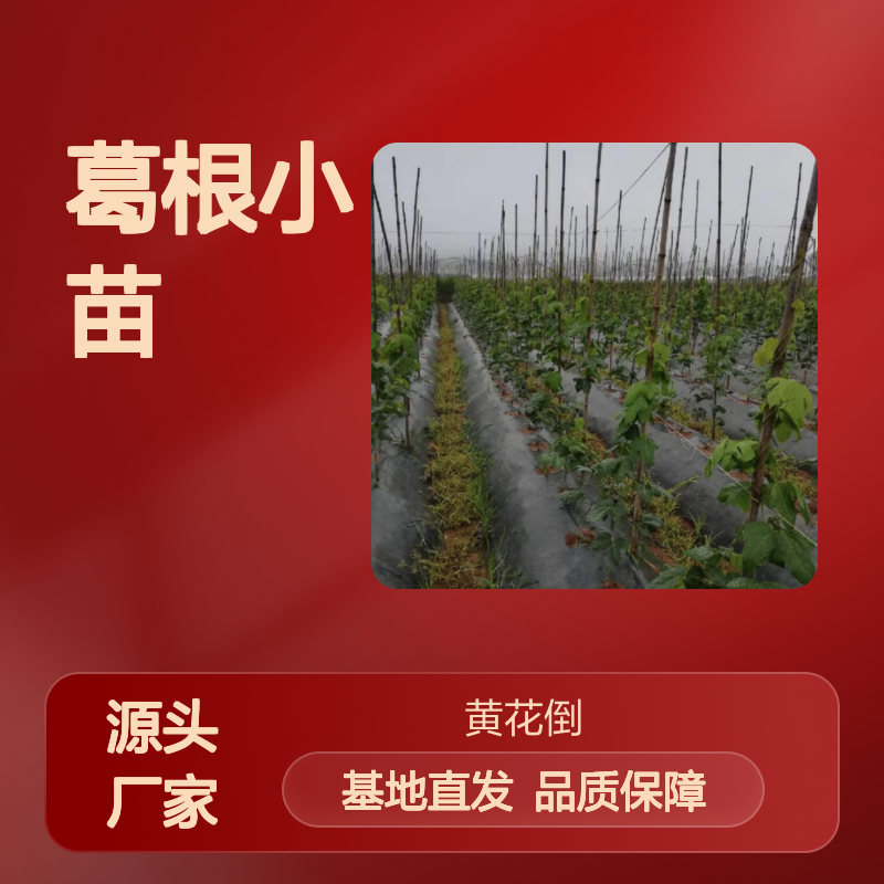 葛根小苗基地直供 粗壮藤本植物 生长迅速 适应性强
