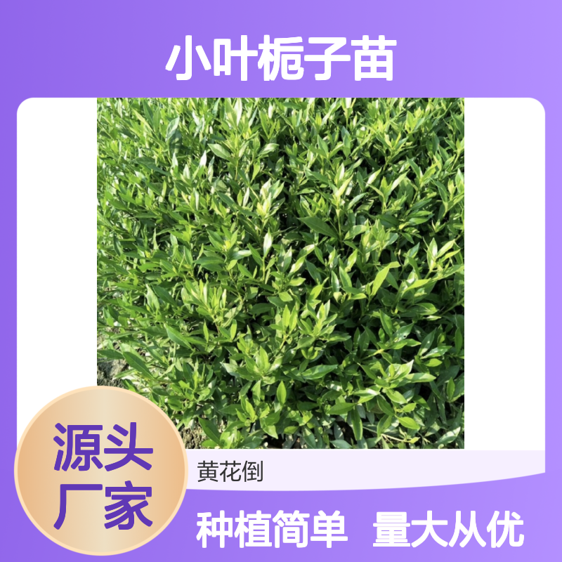小叶栀子苗 百亩种植园直供 芳香四溢 易于繁殖