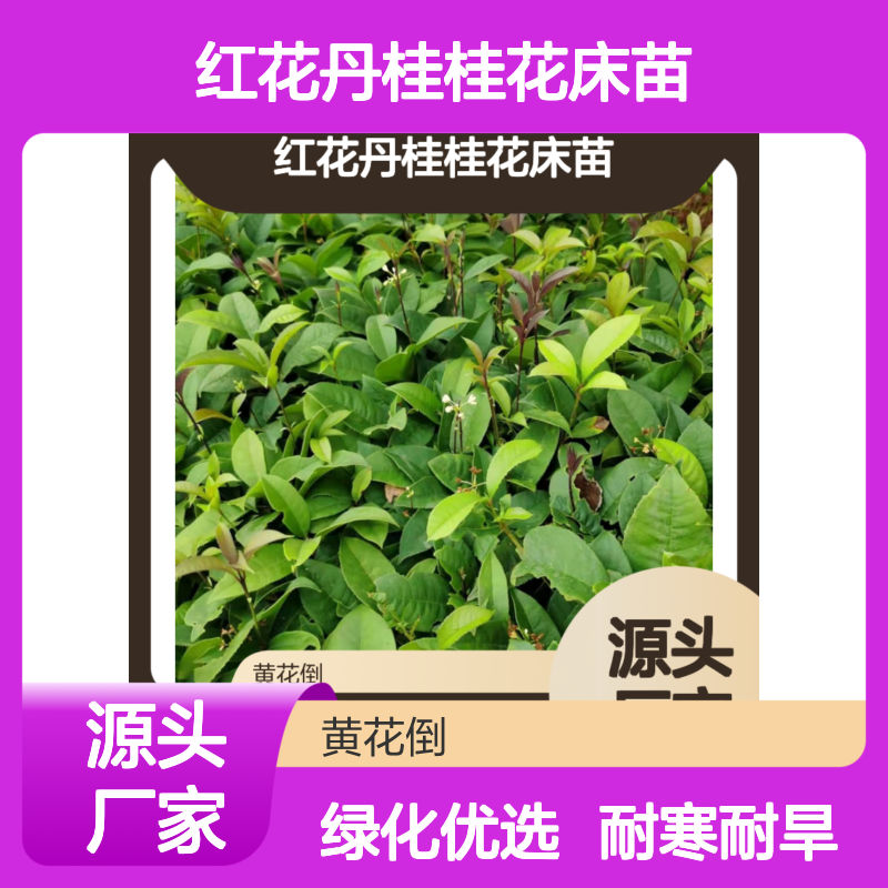 红花丹桂桂花床苗 四季常绿美化环境 耐寒耐旱