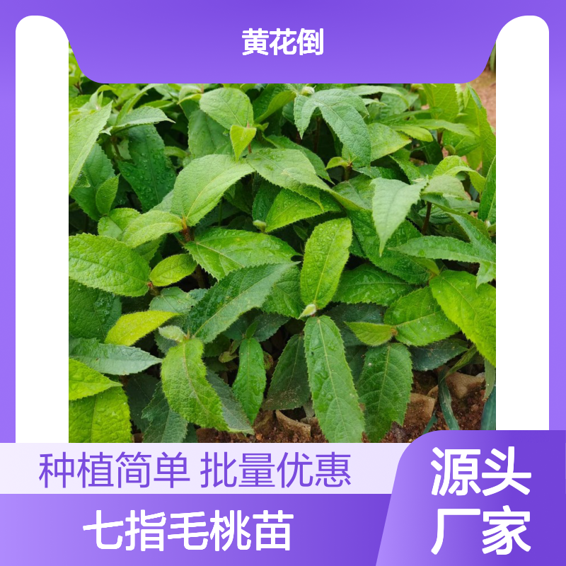 七指毛桃苗 圆形厚片 坚硬质优 皮部狭窄 纤维性强