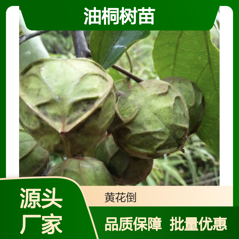 油桐种植区 优质油桐树苗 基地直供 生长迅速 果实丰硕