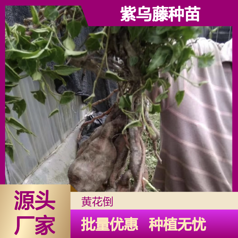 紫乌藤种苗 批发供应 种植指导 高成活率 生长旺盛