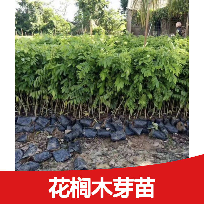 花榈木芽苗 荒山农田种植优选 稳定不变形 色彩多样