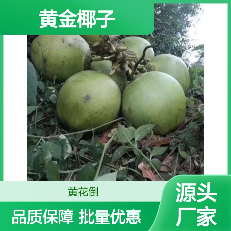 优质黄金椰子 园林植物果树苗木 基地直供 全株利用