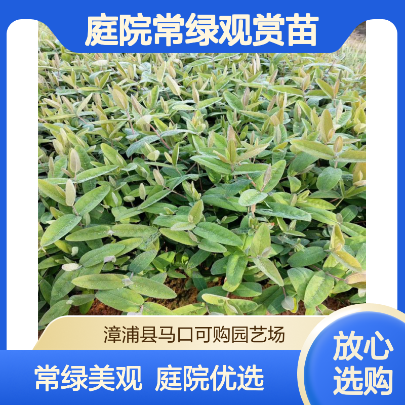 可购品牌大杯金丝桃 狗胡花 1.2cm地径 12cm土球 南方庭院常绿观赏苗