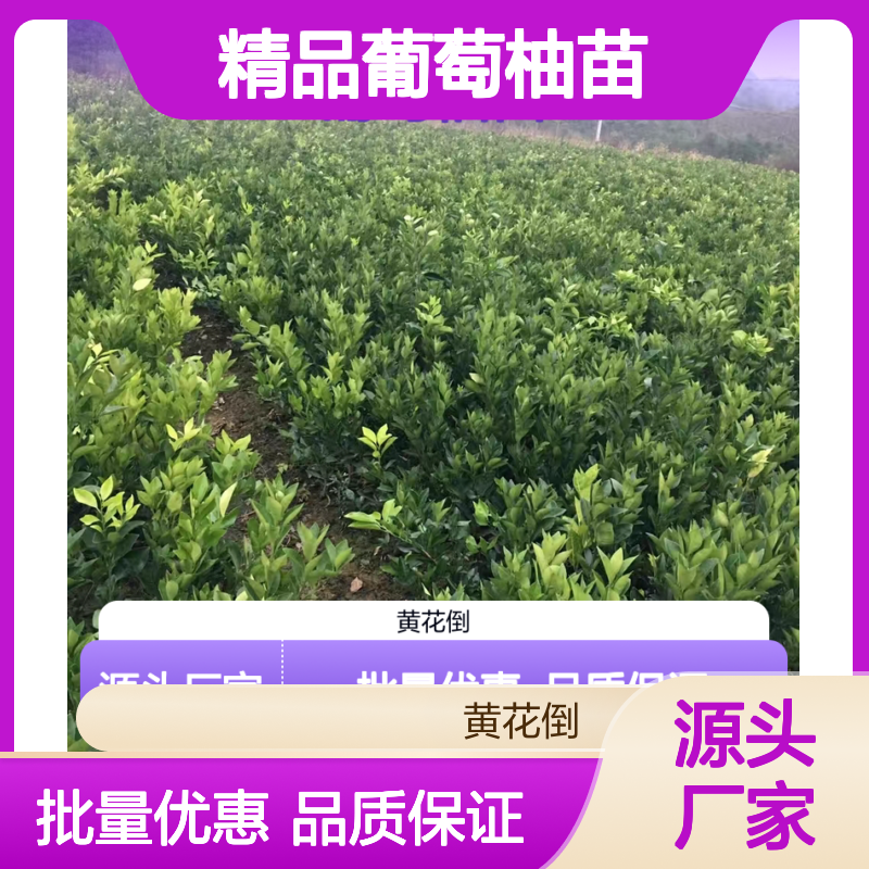 精品葡萄柚苗 基地直供 批发优选 绿色健康 成活率高