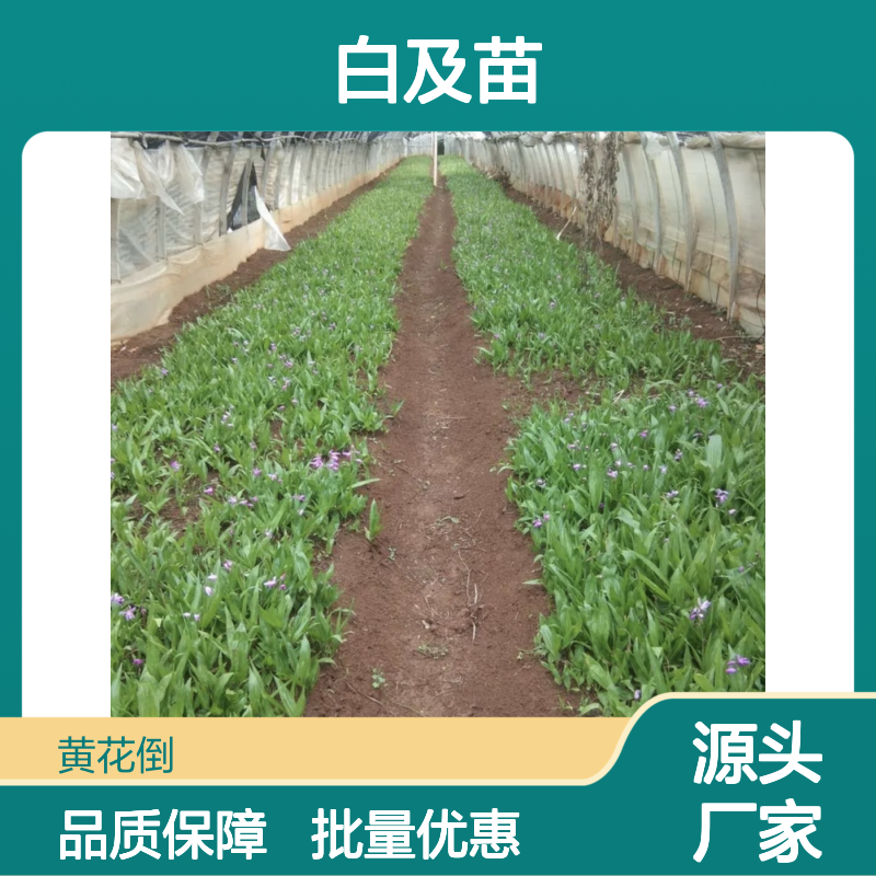 白及苗种植区 优质种苗批发供应 管理方便 生长迅速