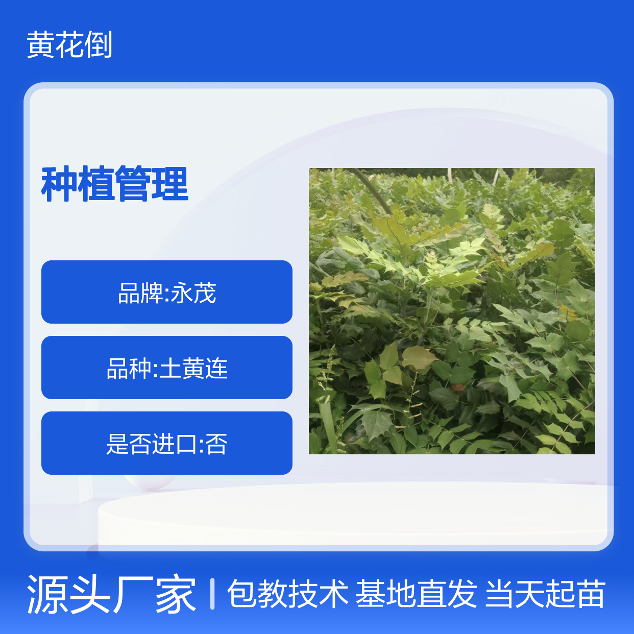 当天起苗当天发枸骨叶苗 基地直发包教种植管理技术品质纯正可票