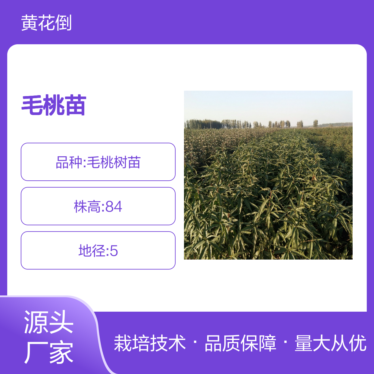 批发毛桃苗 桃树苗园林果树 绿化效果好 品种繁多