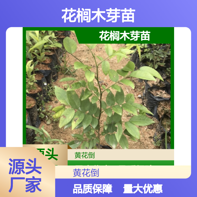 产地直供花榈木芽苗 园林植物行道树 品质保证