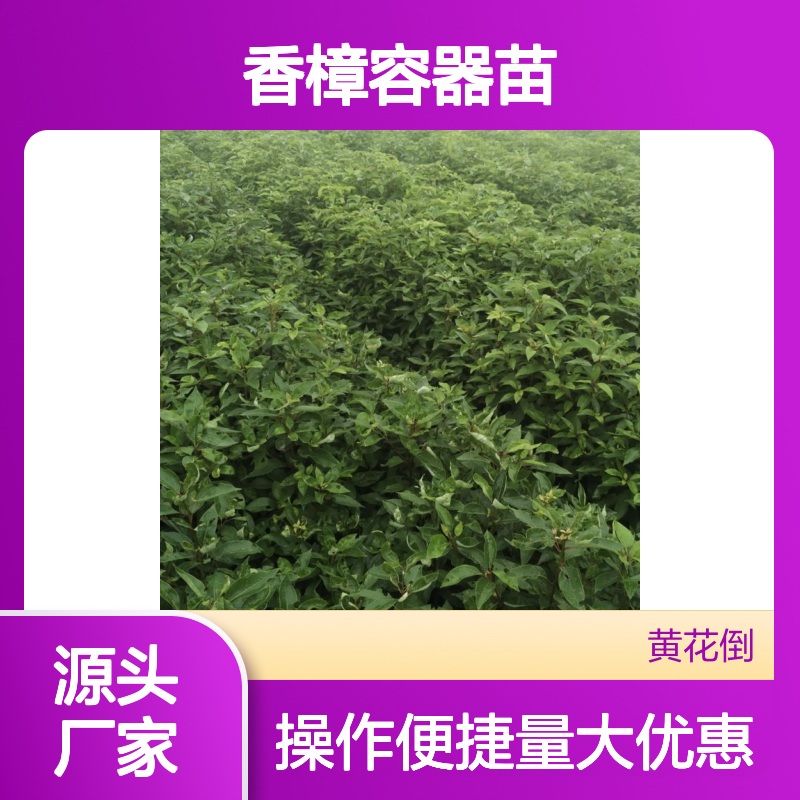 香樟容器苗基地 直供优质香樟苗 枝繁叶茂 移植便捷