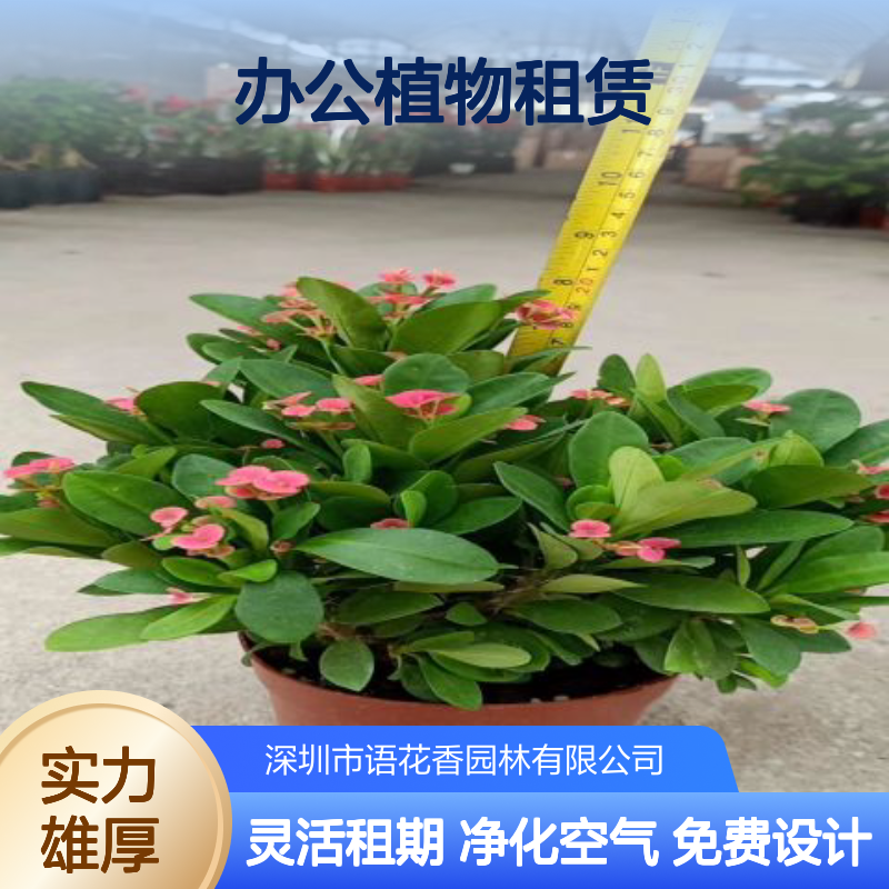 花卉护理 办公植物租赁 专业养护 免费设计 可长租短租