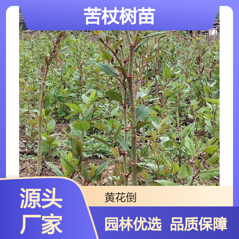 苦杖树苗 多年生草本 园林种植 耐寒耐旱 管理粗放
