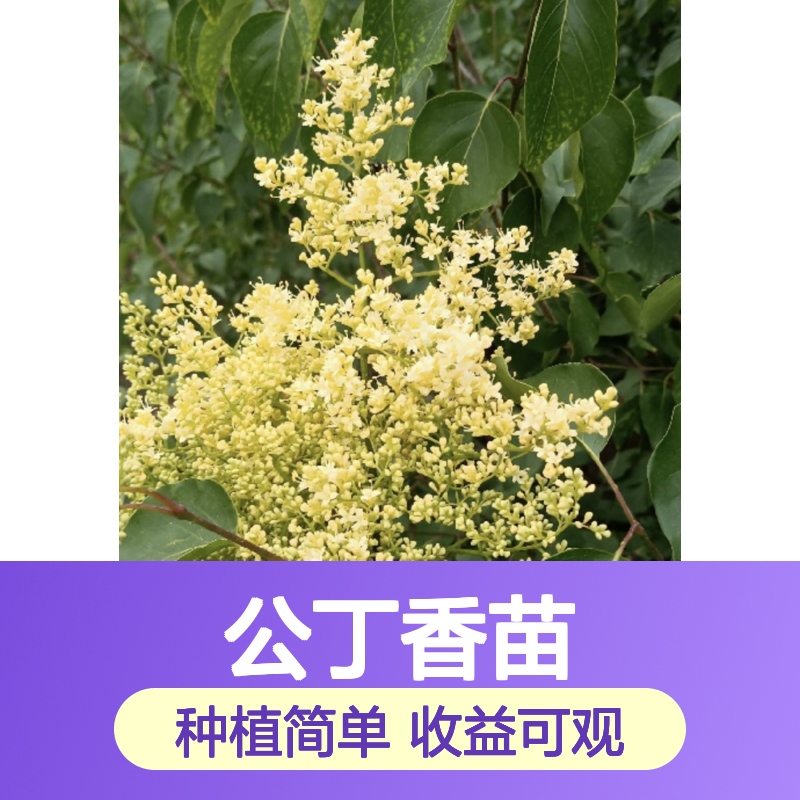 公丁香苗 荒山农田可种 种植收益佳 适应性强 易于管理