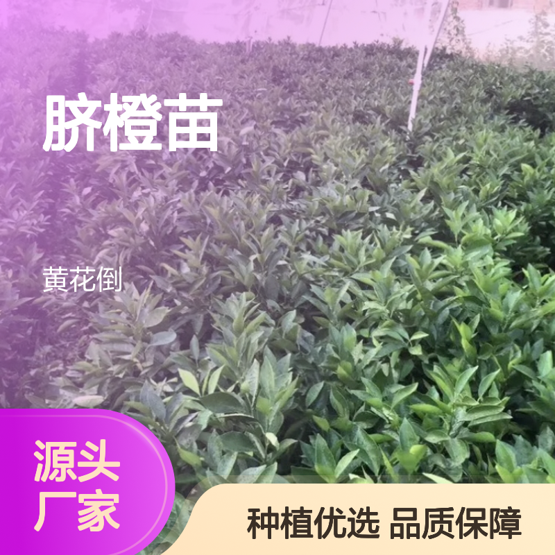 赣南脐橙种植基地 直供脐橙苗 经济寿命长 果实鲜美